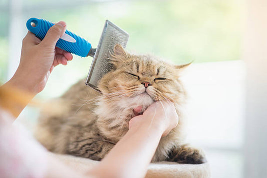 Why Grooming Is Important For Your Pets