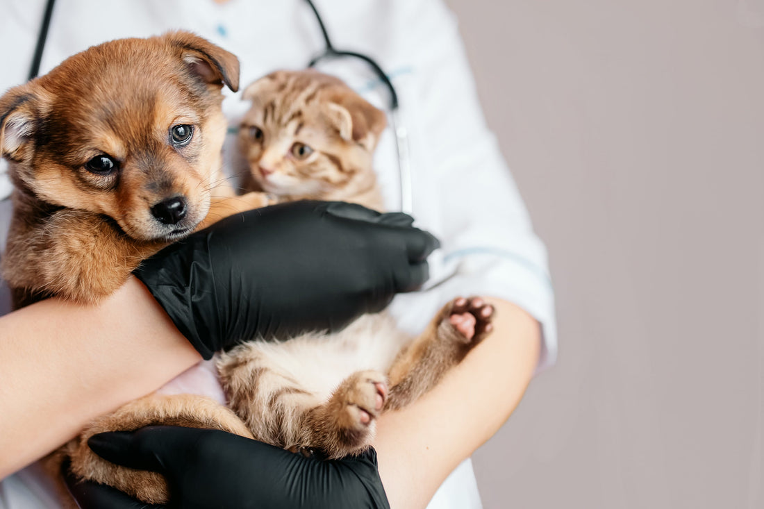 5 Ways To Keep Your Pet Healthy